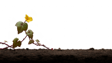 Vibrant yellow flower blooms atop green vine, showcasing its delicate leaves against transparency background. earthy soil beneath adds natural touch, creating serene and uplifting scene