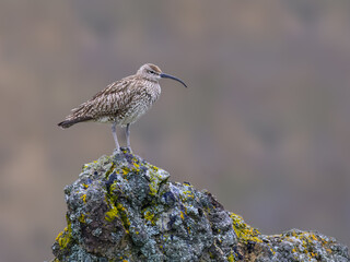 Whimbrel Standing on Mossy Rock in Natural Habitat