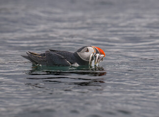 Atlantic Puffin Carrying Fish in Beak While Floating on Water