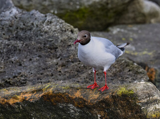 Black-Headed Gull Standing on Rocky Shoreline