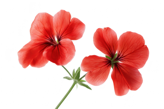 Vibrant coral geranium flowers with delicate petals and green stem isolated on transparent background