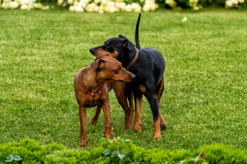 Two devoted canine companions, sleek brown dog and striking black and tan, standing together on...