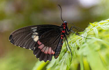 Black and red butterfly on a leaf