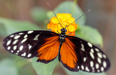 Tiger wing butterfly 