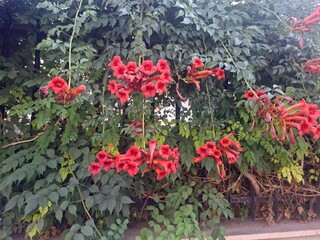 red and white flowers