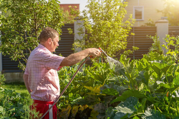 Mature man in plaid shirt diligently watering large green plants in his thriving backyard vegetable...