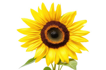 Fototapeta premium Vibrant yellow sunflower with dark center and green leaves isolated on transparent background