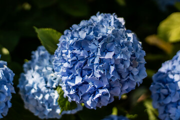 light-blue  hydrangea flower photography 
