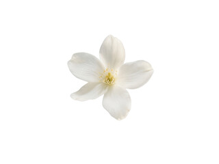 Fototapeta premium Single White Flower Blossom Isolated on White Background