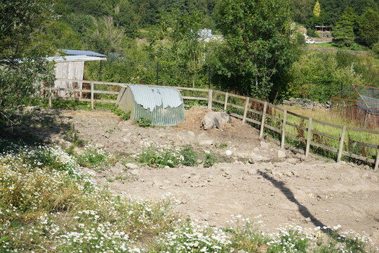 Derbyshire, England - August 8 2025: Sunny pigsty with a sleeping pig and wildflowers in the rural countryside farm.