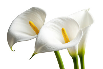 Elegant white calla lilies with vibrant yellow stamens displayed gracefully isolated on transparent background
