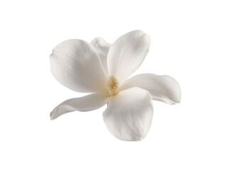 Single White Magnolia Blossom - Elegant Floral Detail