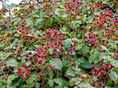 Abundant wild blackberries ripening in a hedgerow