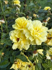 yellow chrysanthemum flowers