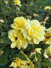 yellow flowers in the garden