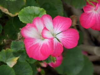 Pink and white geranium flower with green leaves in a garden setting, vibrant and colorful