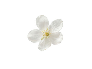 Obraz premium Isolated Delicate White Flower Blossom on White Background, Studio Shot