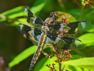 Dragonfly resting on a plant with green leaves in a natural outdoor setting