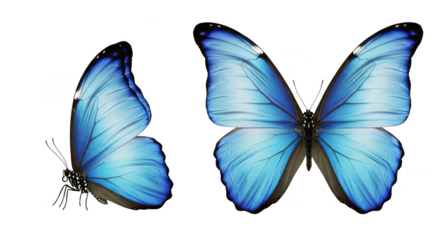 Azure wings flutter against the night