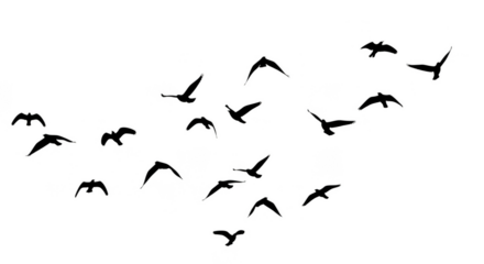 Birds soaring against the darkness illuminated outlines