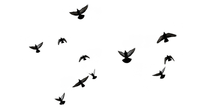 Ebony fliers dance against an endless canvas