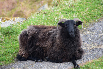 Looking into the Face of a Black Hebriddean Sheep