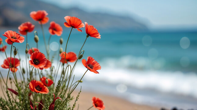 poppy flowers on the beach