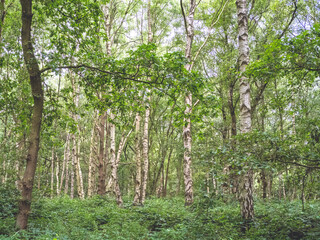 Silver birch trees in a wood in summer