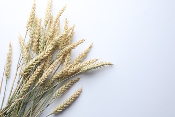 Many wheat spikes on white background, flat lay. Space for text
