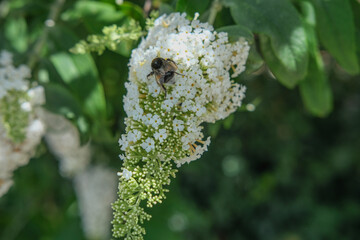 Bumblebee collecting nectar from a cluster of small white flowers in a garden.