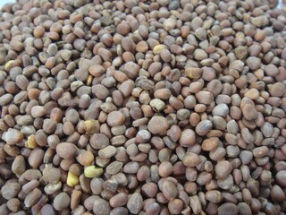 Raphanus sativus L., Nabokja seeds known for clearing phlegm, aiding digestion, and promoting...