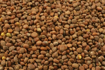 Raphanus sativus L., Nabokja seeds valued in traditional medicine for aiding digestion,...