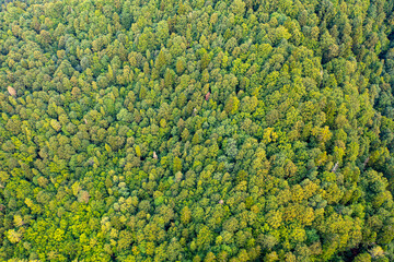 Naklejka premium Muszyna, Beskid Sądecki, las