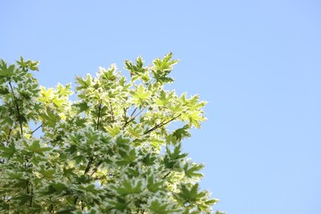 Beautiful tree branches with green leaves against blue sky, low angle view. Space for text