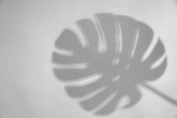 Shadow of monstera leaf on white background. Black and white toning