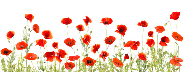 Red poppies on white background. Wild flowers