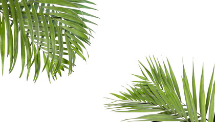 Fototapeta premium Bright green palm leaves on white background. Tropical plant