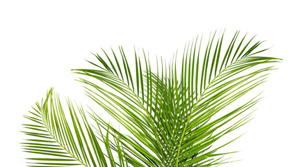 Obraz premium Bright green palm leaves on white background. Tropical plant