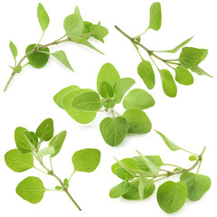 Fototapeta premium Fresh oregano twigs with green leaves isolated on white, set