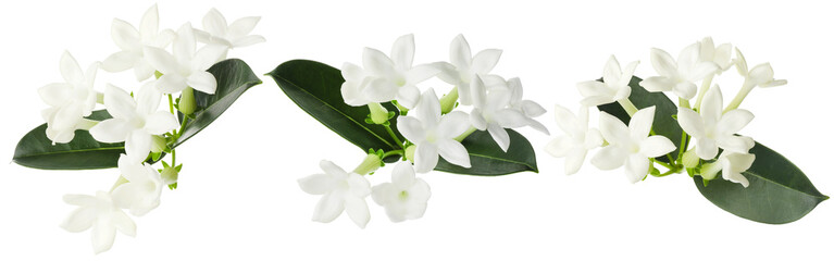jasmine flowers and leaves isolated on white, set
