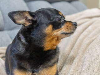 ベッドでくつろぐ犬