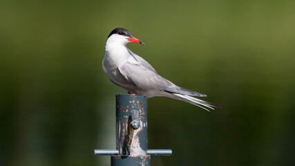 black crowned night heron