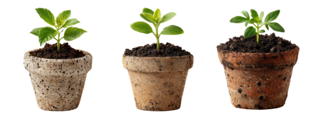 Three Small Potted Plants on Transparent Background for Nature Designs