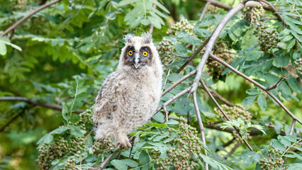 great horned owl