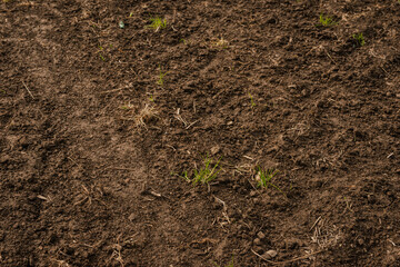 Close-up of farmland soil with scattered dry grass and small green sprouts emerging, showing early vegetation growth across a rough, brown earth surface