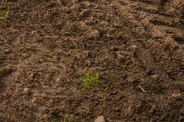 Close-up of farm soil with clumps of dirt, bits of straw, and small green grass-like plants beginning to sprout across the surface