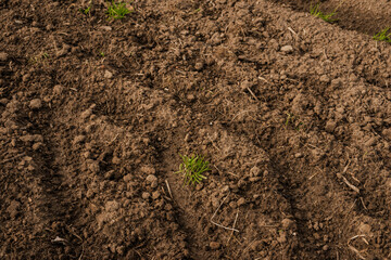 Close-up of dry farmland soil with small green sprouts emerging between rough, clumped dirt, showing early growth in agricultural land