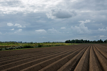 Freshly plowed farmland under a cloudy summer sky, with neat parallel rows of dark soil ready for...