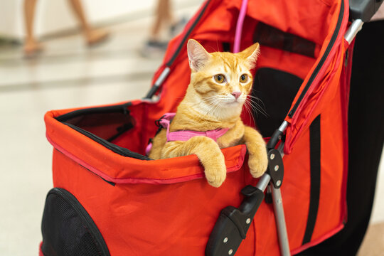 Curious orange cat enjoys day out at pet friendly shopping mall. happy pet sits comfortably in red stroller looking around with calm and alert expression