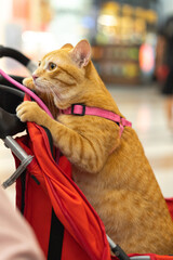 Curious orange cat enjoys day out in red pet stroller during shopping trip at friendly mall. feline...